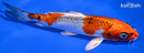 6.25" KUJAKU