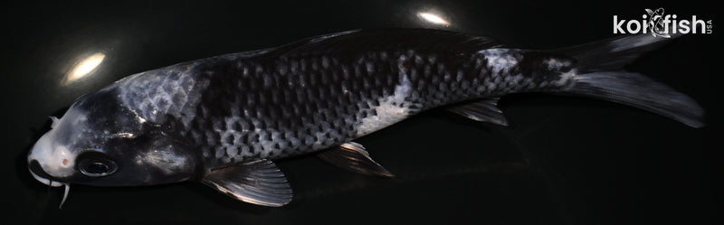 7.5" MATSUKAWABAKE