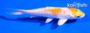 4.5" LEMON HARIWAKE