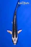 4.5" GIN MATSUBA