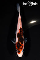 5" BUDO GOROMO