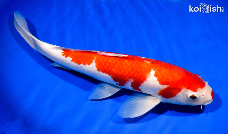 13.75" KOHAKU