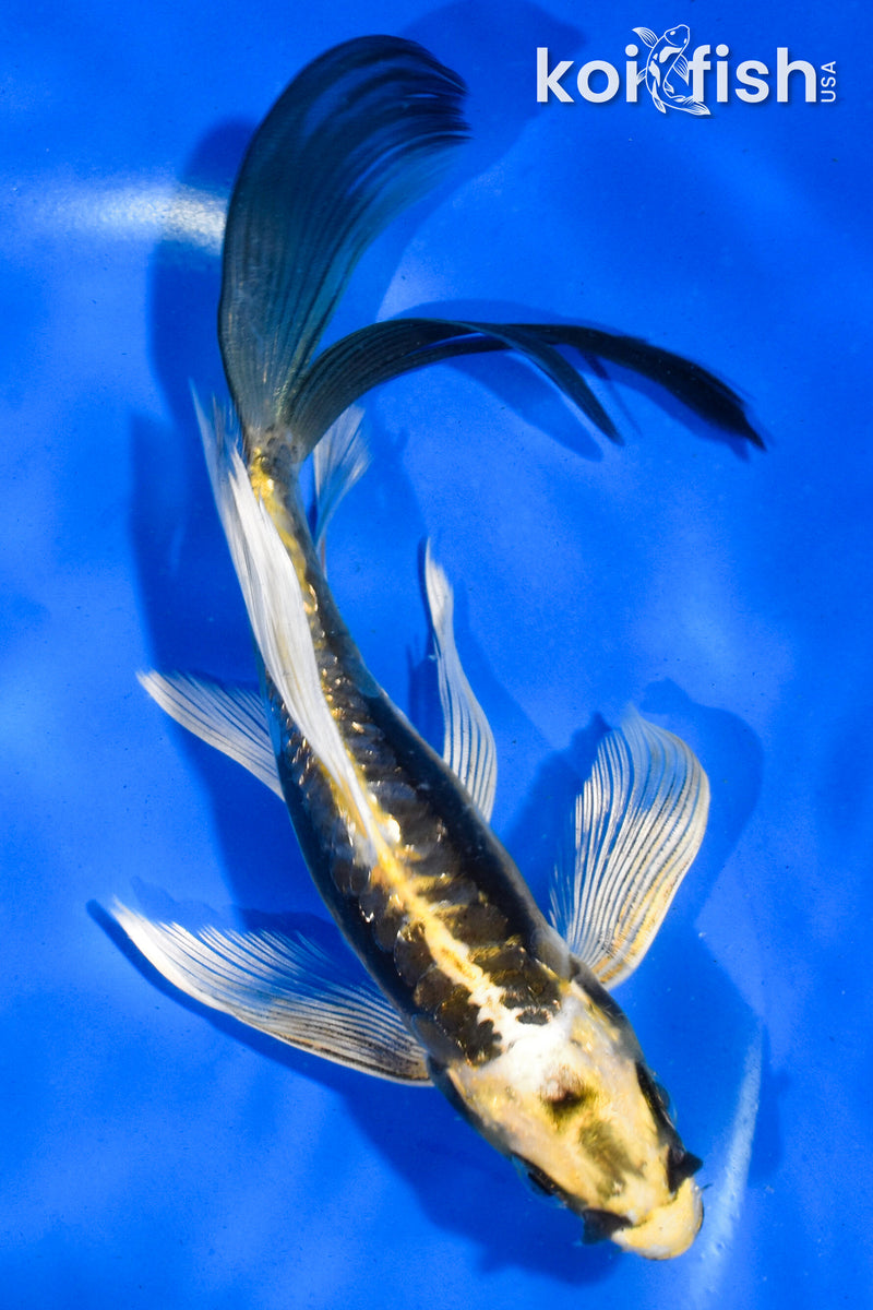 6" KIN KIKOKURYU BUTTERFLY