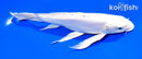 8.5" DOITSU PLATINUM OGON BUTTERFLY