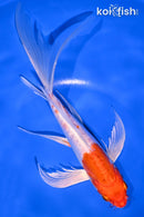 8.25" KIKUSUI BUTTERFLY