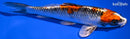 7.25" KUJAKU
