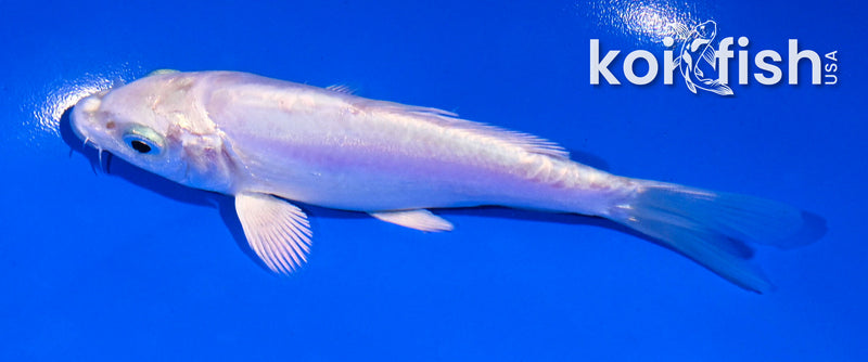 4.5" LEATHER PLATINUM OGON