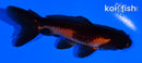 3.75" WATONAI GOLDFISH