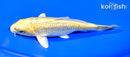 5.5" GINRIN YAMABUKI OGON