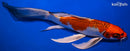 9.5" KUJAKU BUTTERFLY