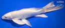 10.5" PLATINUM OGON BUTTERFLY