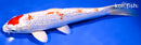 9.25" GINRIN MARUTEN HARIWAKE