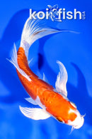 6.75" KIKUSUI BUTTERFLY