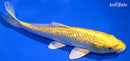 7.25" GINRIN YAMABUKI OGON
