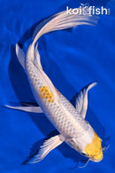 9.75" LEMON HARIWAKE BUTTERFLY