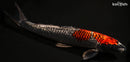 15" GINRIN GOSHIKI