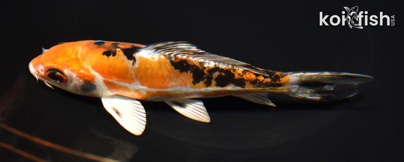 6" HEISEI NISHIKI