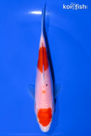 5.75" MARUTEN KOHAKU