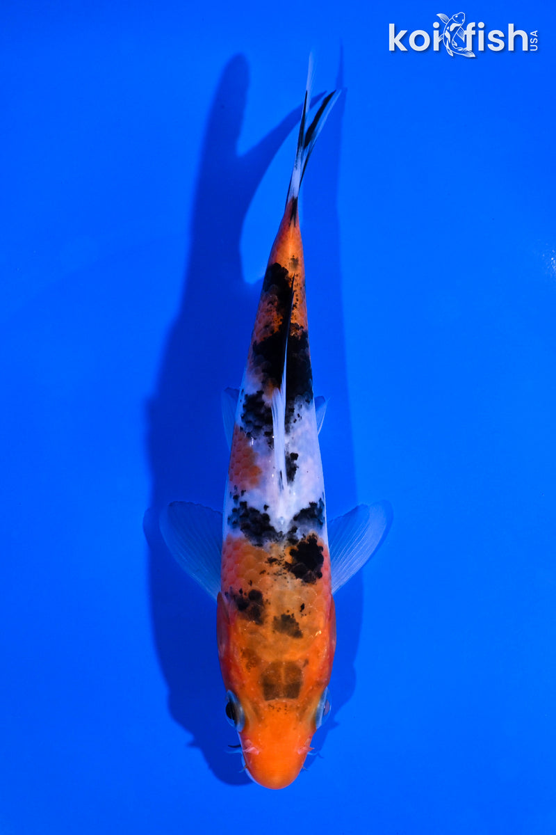 5.5" SANKE