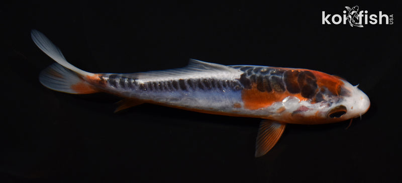 5.5" SHUSUI