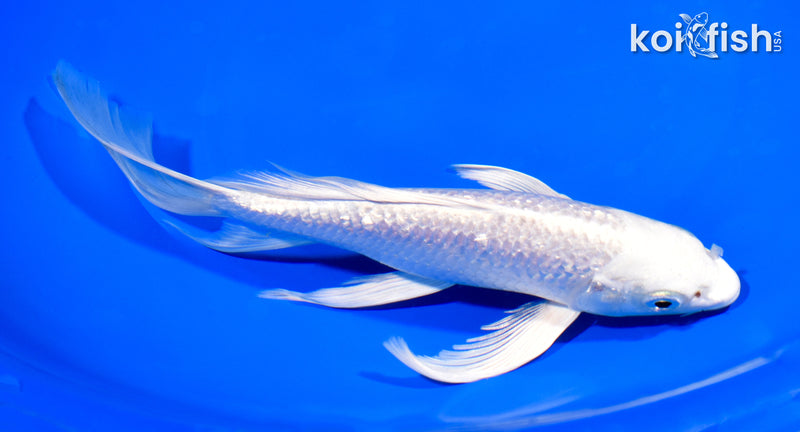 8.5" GINRIN PLATINUM OGON BUTTERFLY