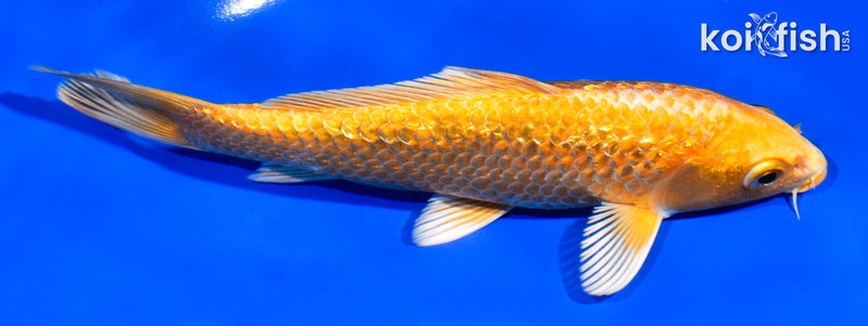 6" GINRIN YAMABUKI OGON