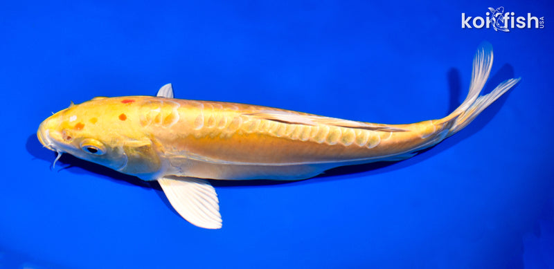 11.25" DOITSU YAMABUKI OGON