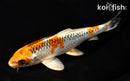6.75" KUJAKU