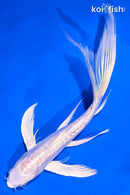 7.5" DOITSU PLATINUM OGON BUTTERFLY