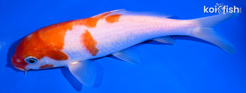 6.75" KOHAKU