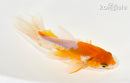 5.25" WAKIN GOLDFISH