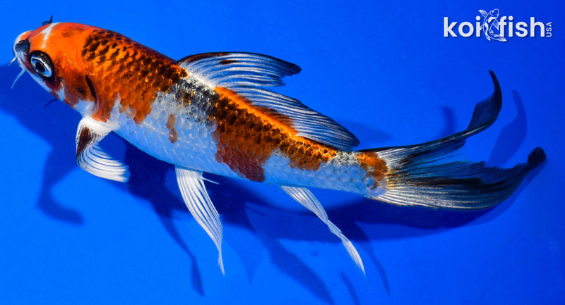 5.5" KUJAKU BUTTERFLY