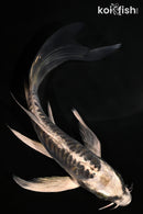 5.75" ARAGOKE KIKOKURYU BUTTERFLY