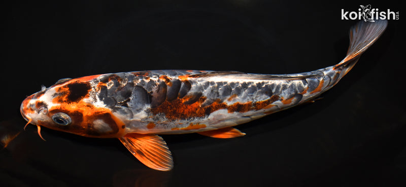 12" BENI KIKOKURYU