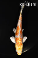 5" DOITSU GINRIN HARIWAKE