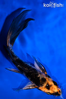 5.25" ORENJI BEKKO BUTTERFLY