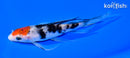 6" SANKE BUTTERFLY