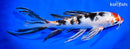 9.25" YAMATO NISHIKI BUTTERFLY