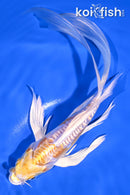 7.75" DOITSU LEMON HARIWAKE BUTTERFLY