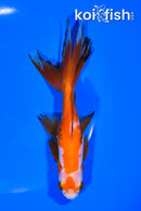 6.25" WATONAI GOLDFISH
