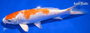 7.5" HARIWAKE