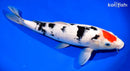 14.5" TANCHO SANKE