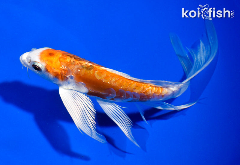 5.5" ARAGOKE HEISEI NISHIKI BUTTERFLY