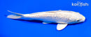 6.5" GINRIN CREAMY OGON