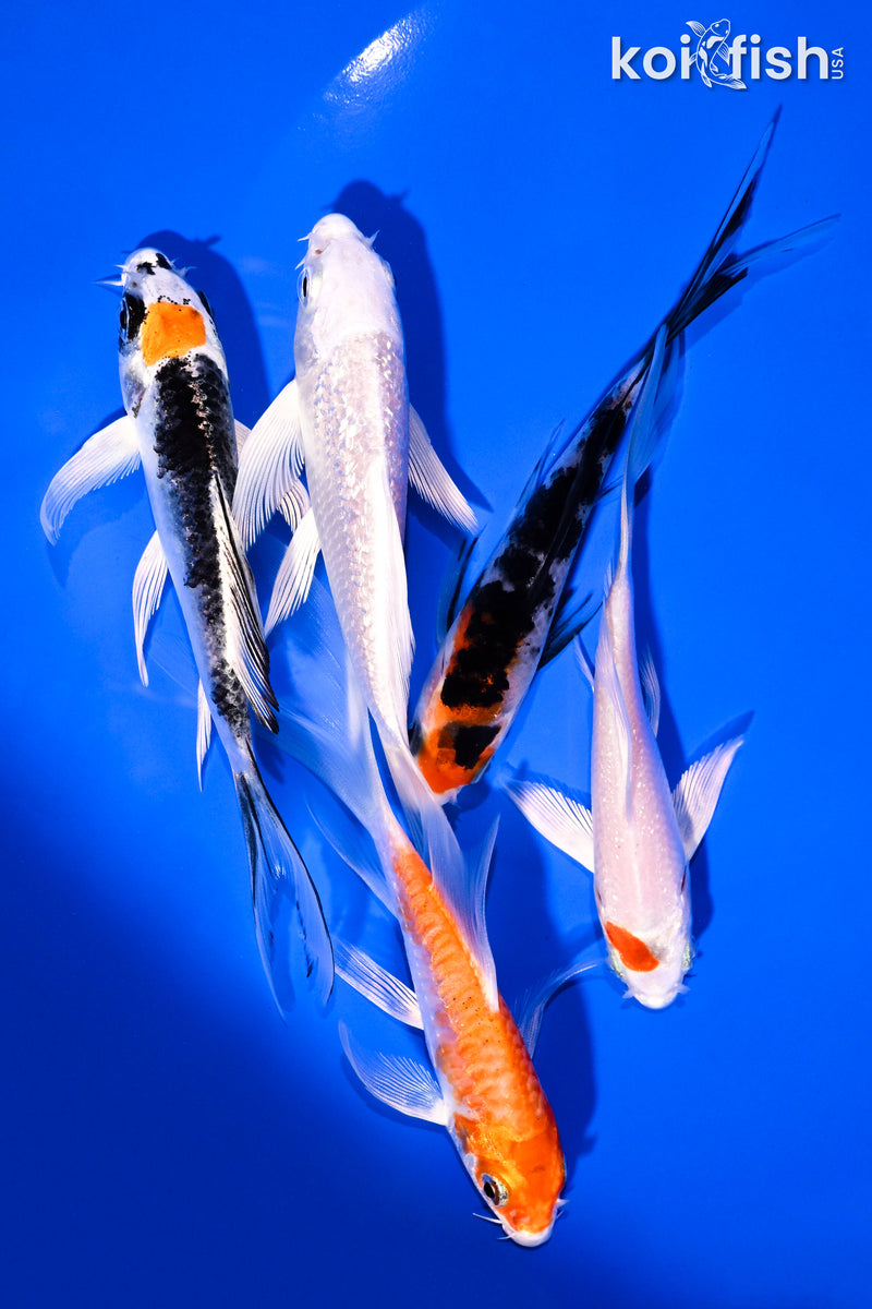 PACK OF (5) 4-5.5" BUTTERFLY KOI