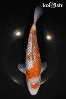 11.5" OCHIBA SHIGURE