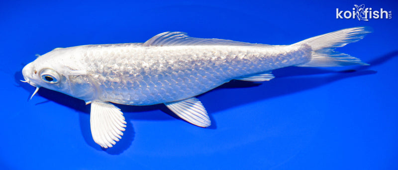 7.75" GINRIN PLATINUM OGON