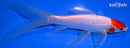 7.25" MARUTEN COMET GOLDFISH