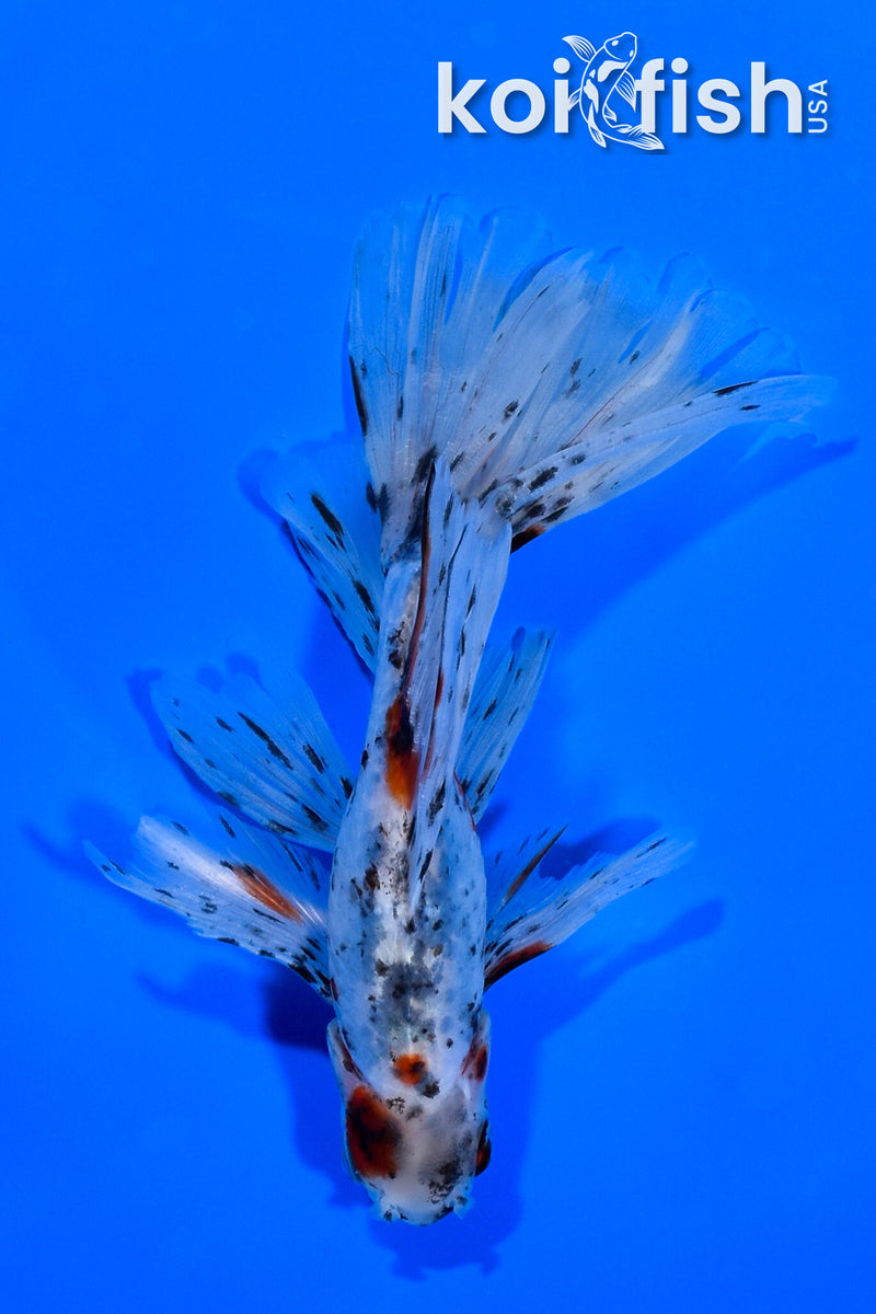 5.75" CALICO WATONAI GOLDFISH