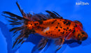 4.5" CALICO TELESCOPE FANTAIL GOLDFISH